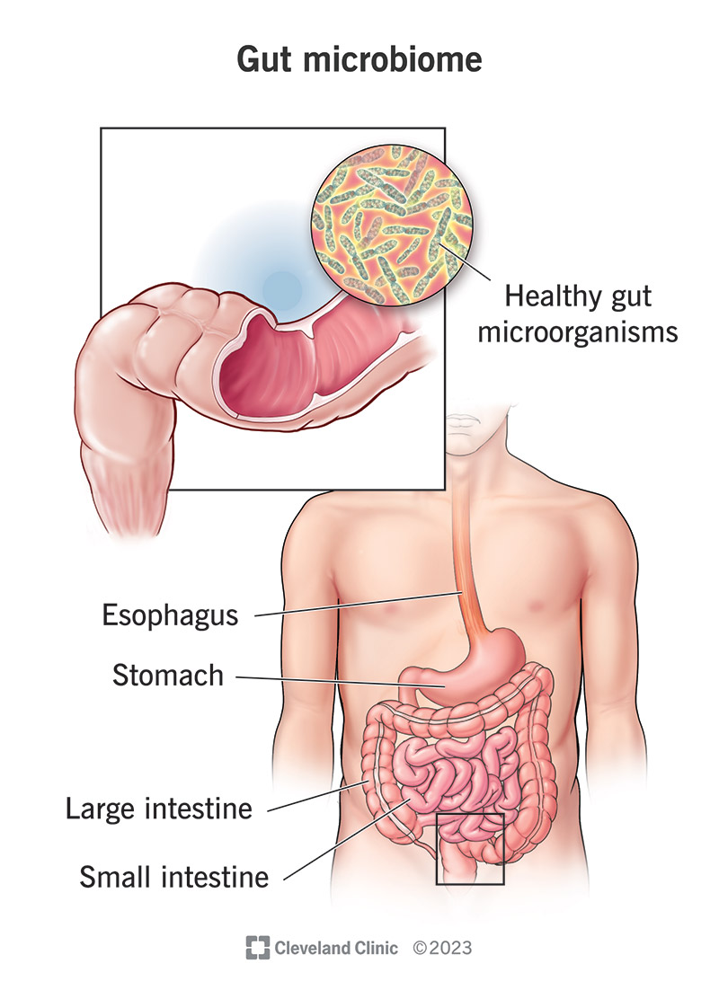 Understanding the Gut Microbiome: Implications for Food Research